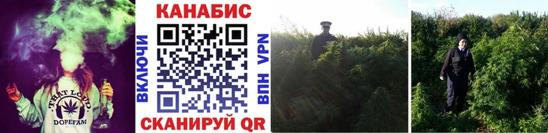 Канабис план Ессентукская